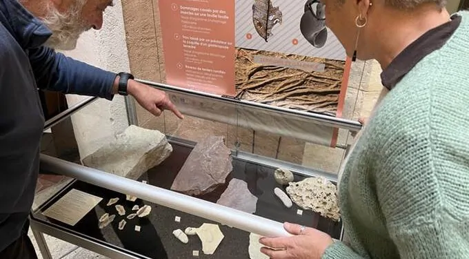 Parc du Luberon : une exposition pour découvrir les empreintes de mondes disparus